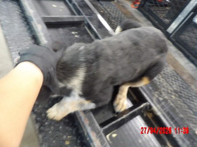 Enlarge Bella, a Adoptable Mixed Breed in Hobbs, NM image 4/5