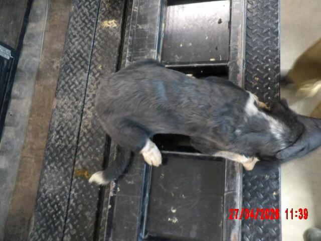 Enlarge Bella, a Adoptable Mixed Breed in Hobbs, NM image 5/5