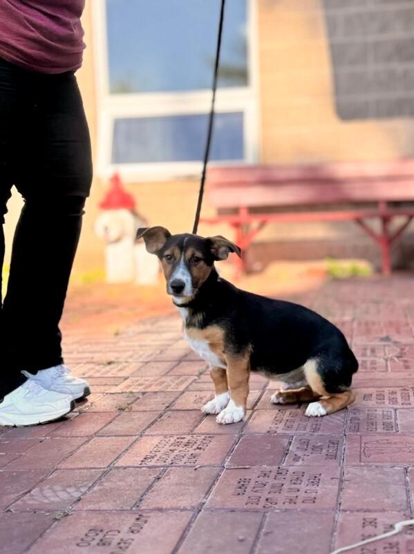 Big Boogie, Adoptable, Young Male Rat Terrier & Mountain Cur.