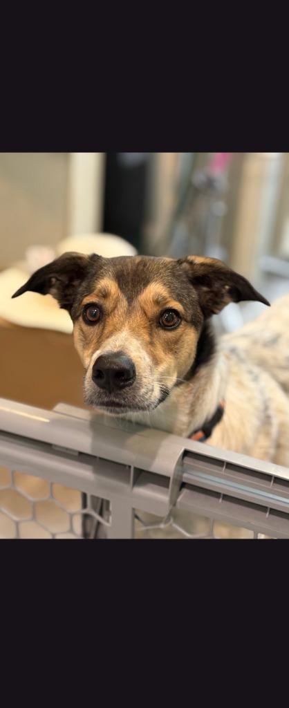 Enlarge Nala Nicetherine Nixta, a Adoptable mixed breed in Fort Lupton, CO image 1/2