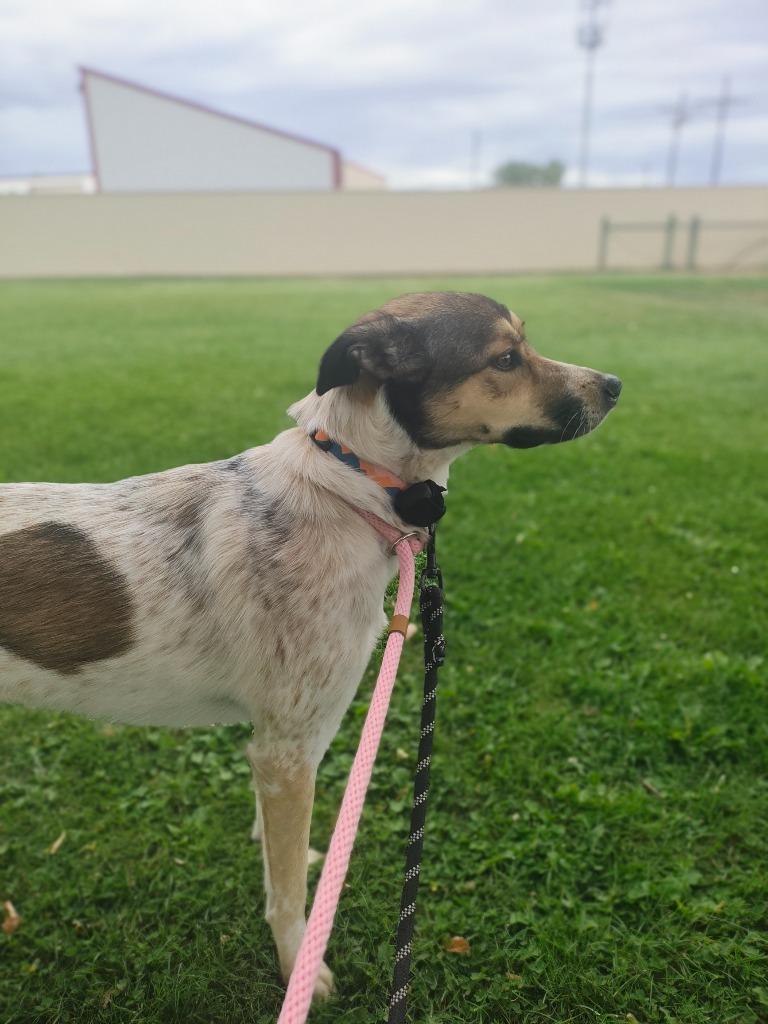 Enlarge Nala Nicetherine Nixta, a Adoptable mixed breed in Fort Lupton, CO image 2/2