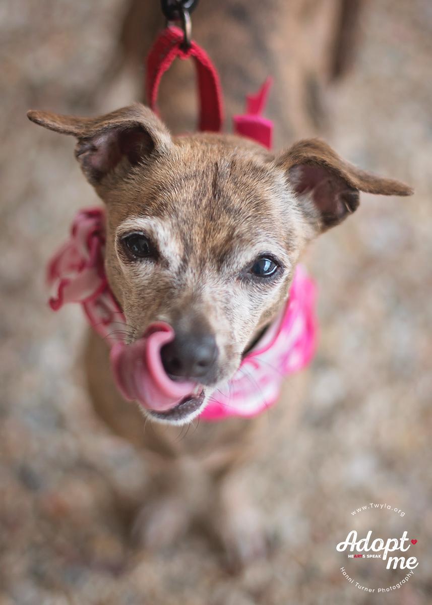 Ruby, a Adoptable mixed breed in Kingwood, TX image 4/10