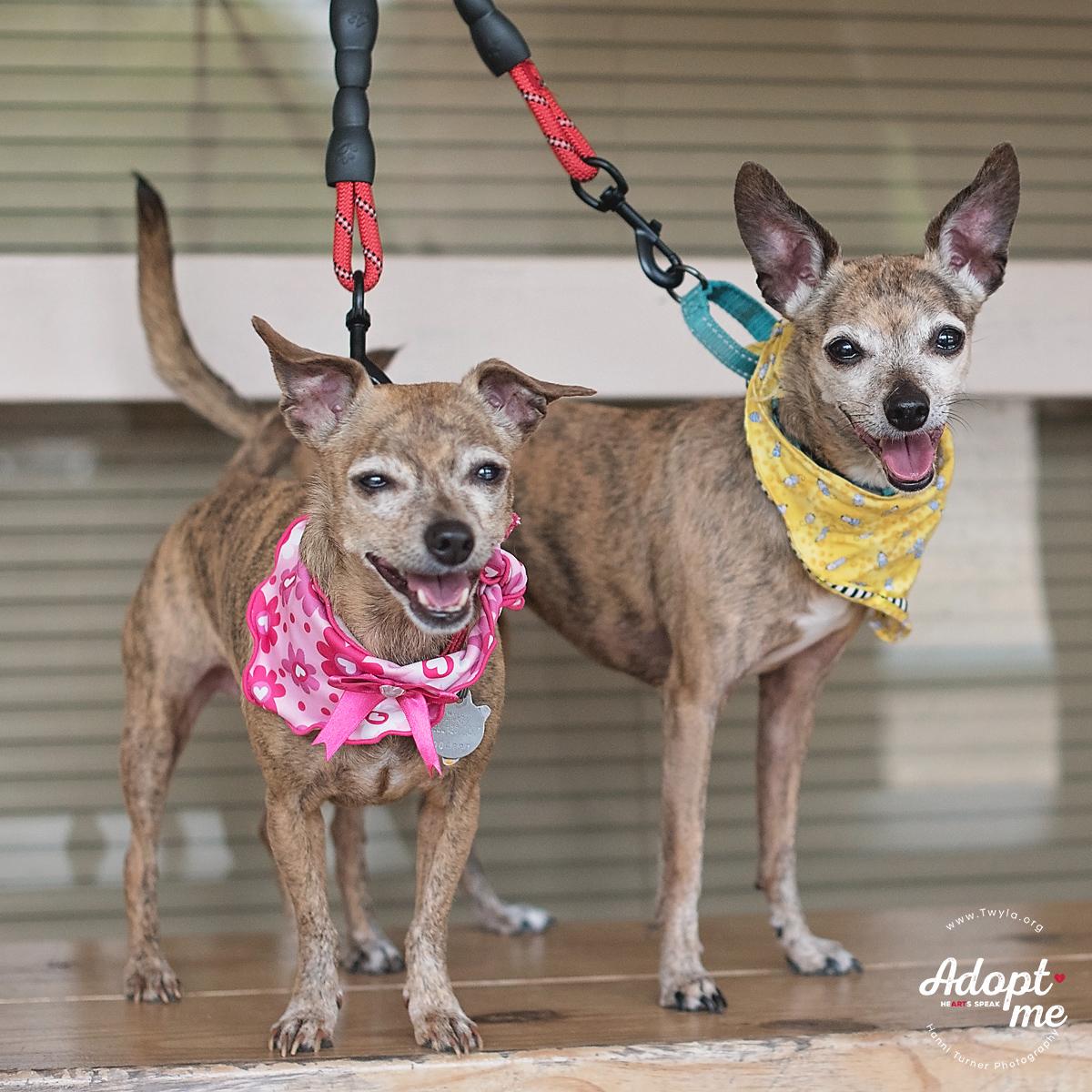 Ruby, a Adoptable mixed breed in Kingwood, TX image 6/10
