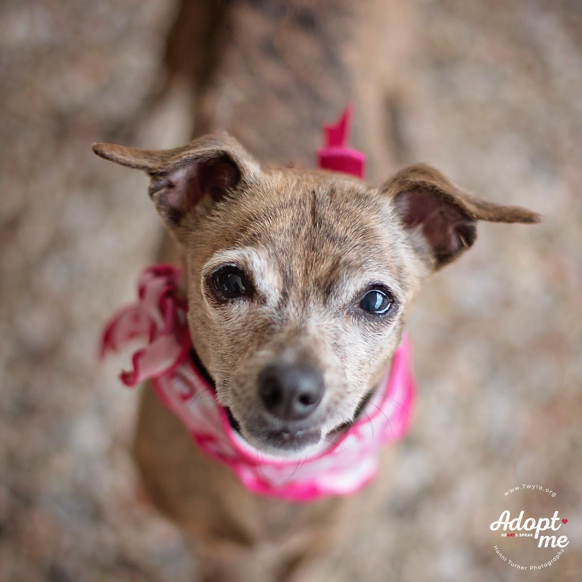 Ruby, a Adoptable mixed breed in Kingwood, TX image 1/10
