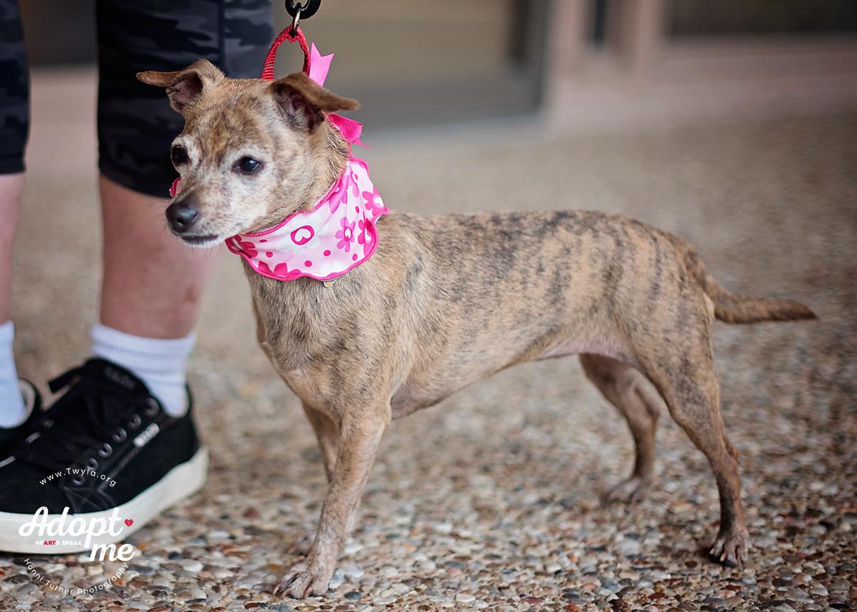 Ruby, a Adoptable mixed breed in Kingwood, TX image 3/10