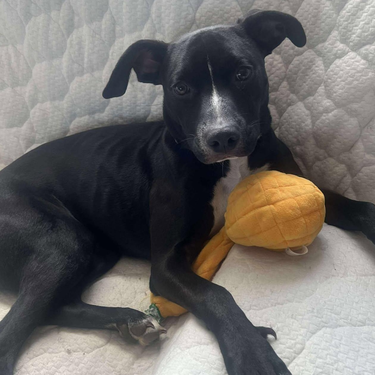 Blaze — thumbnail 2