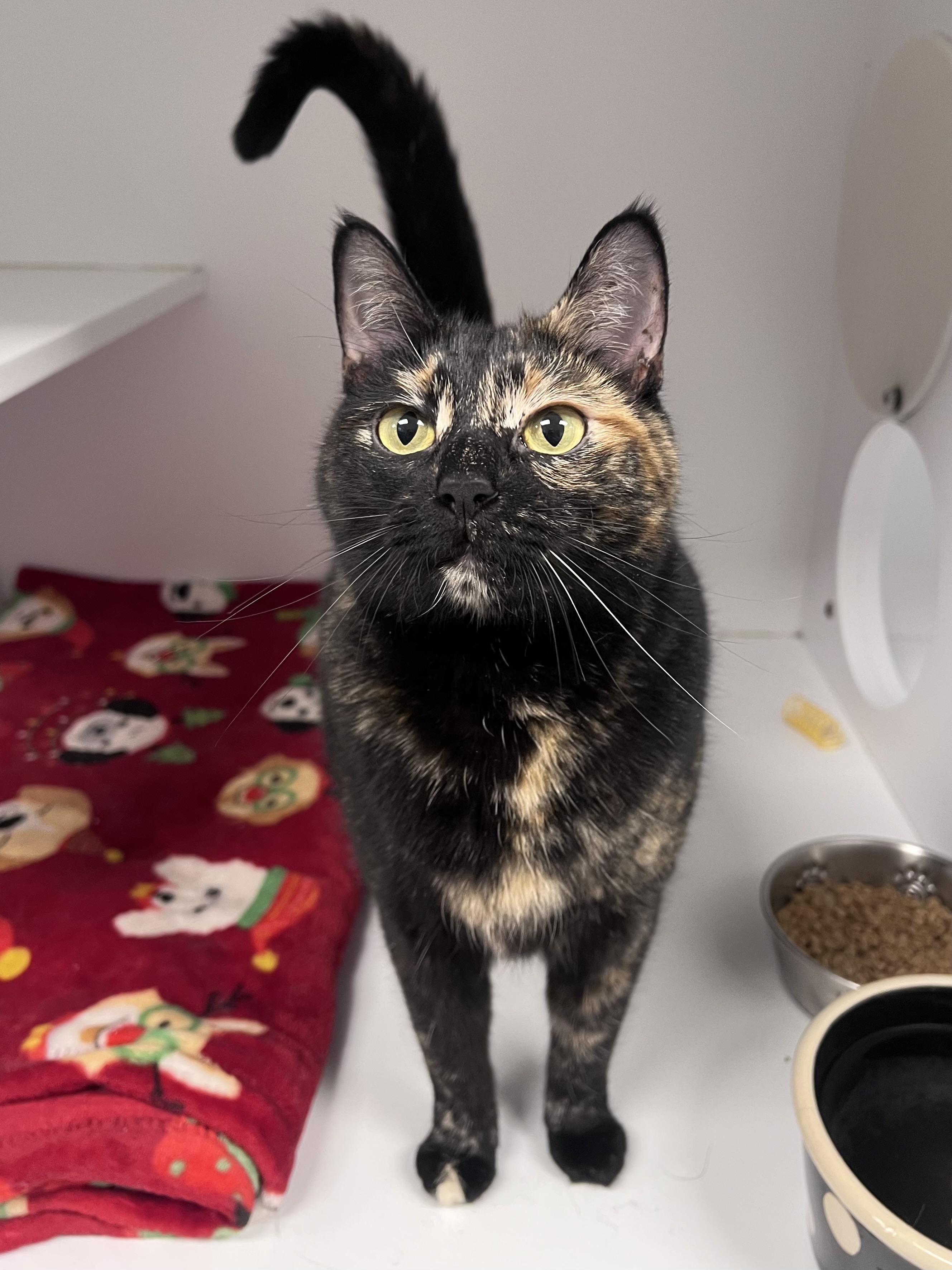 Tortellini , adopted, Adult Female Domestic Short Hair.