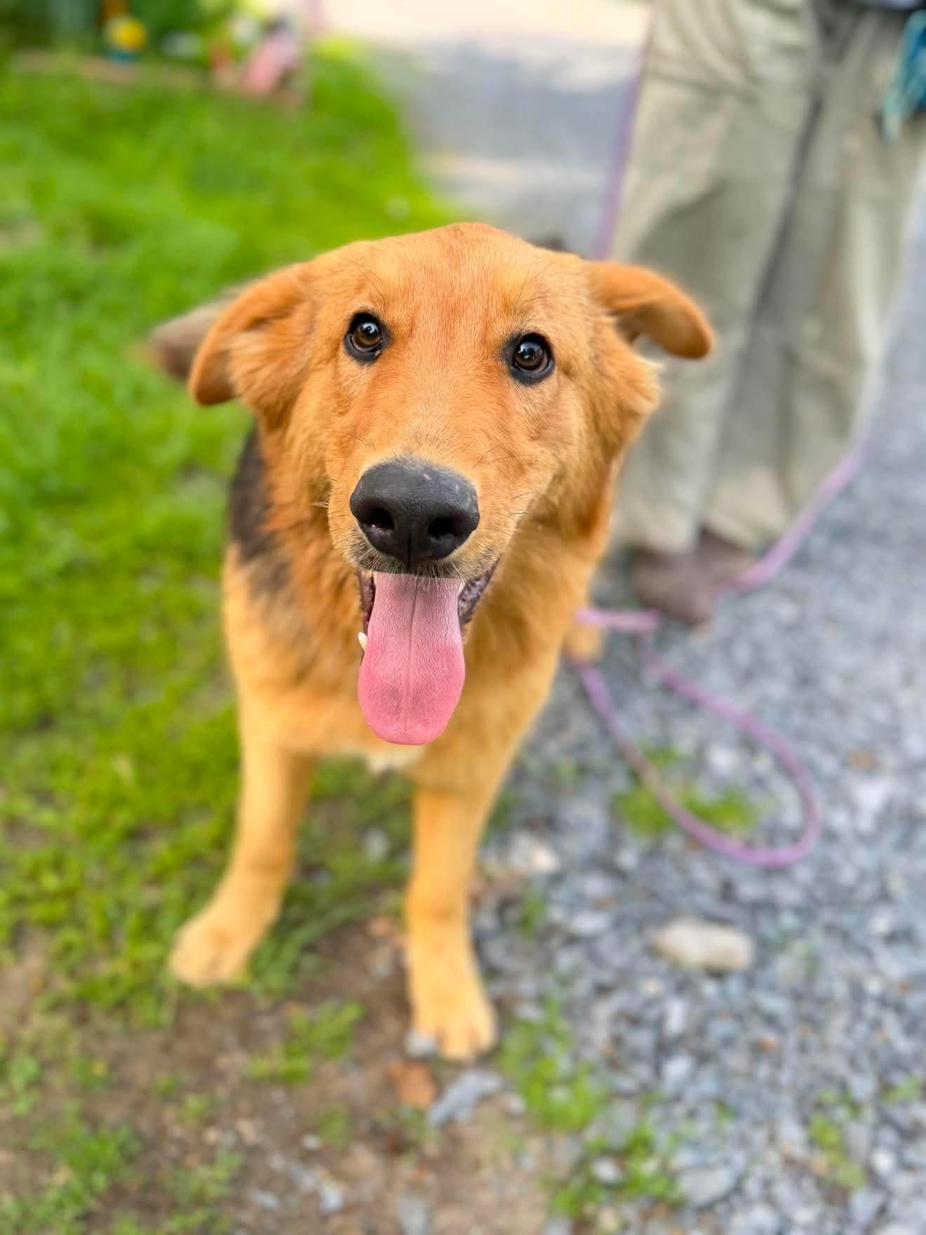Luffy, a Adoptable mixed breed in Argyle, NY image 2/6