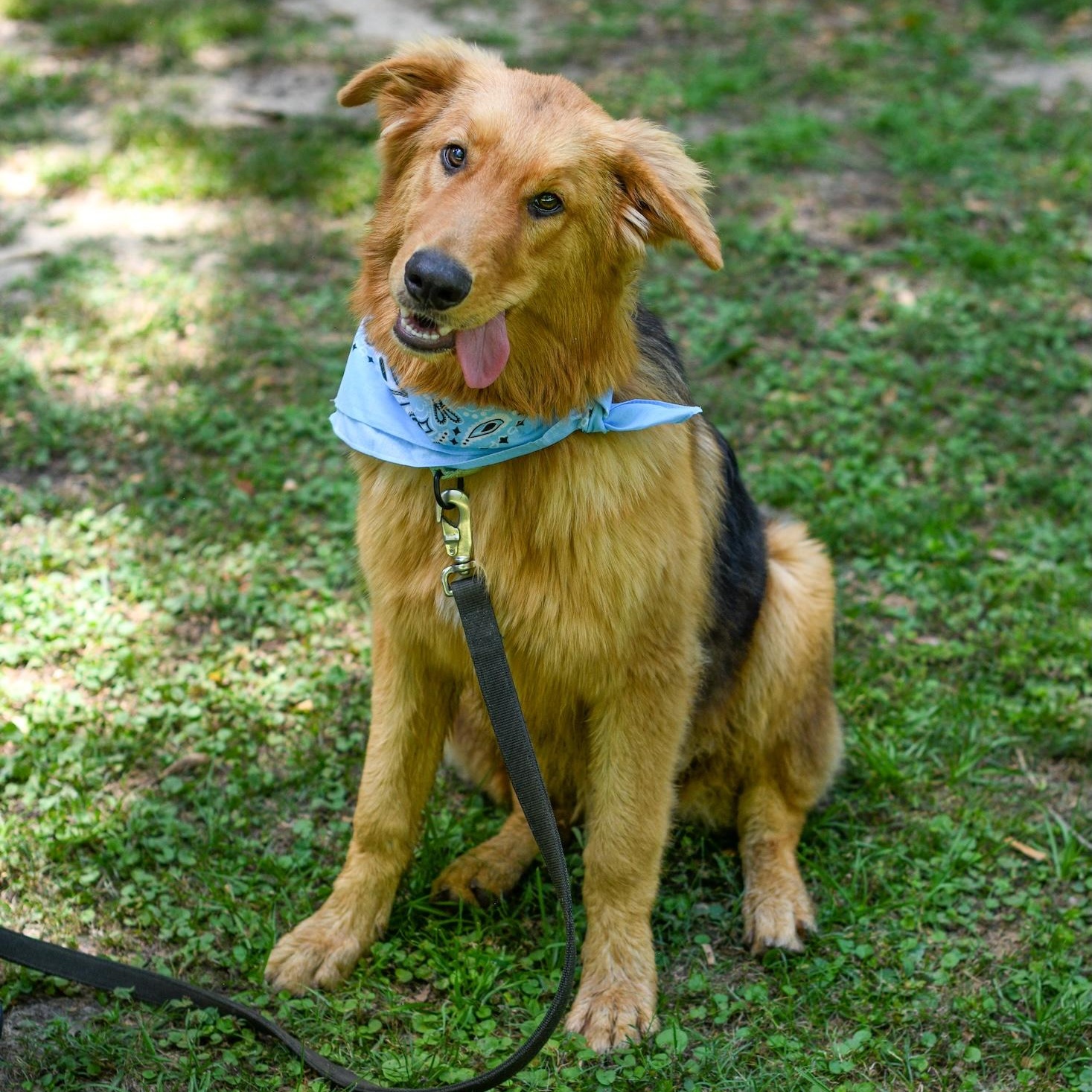 Luffy, a Adoptable mixed breed in Argyle, NY image 3/6