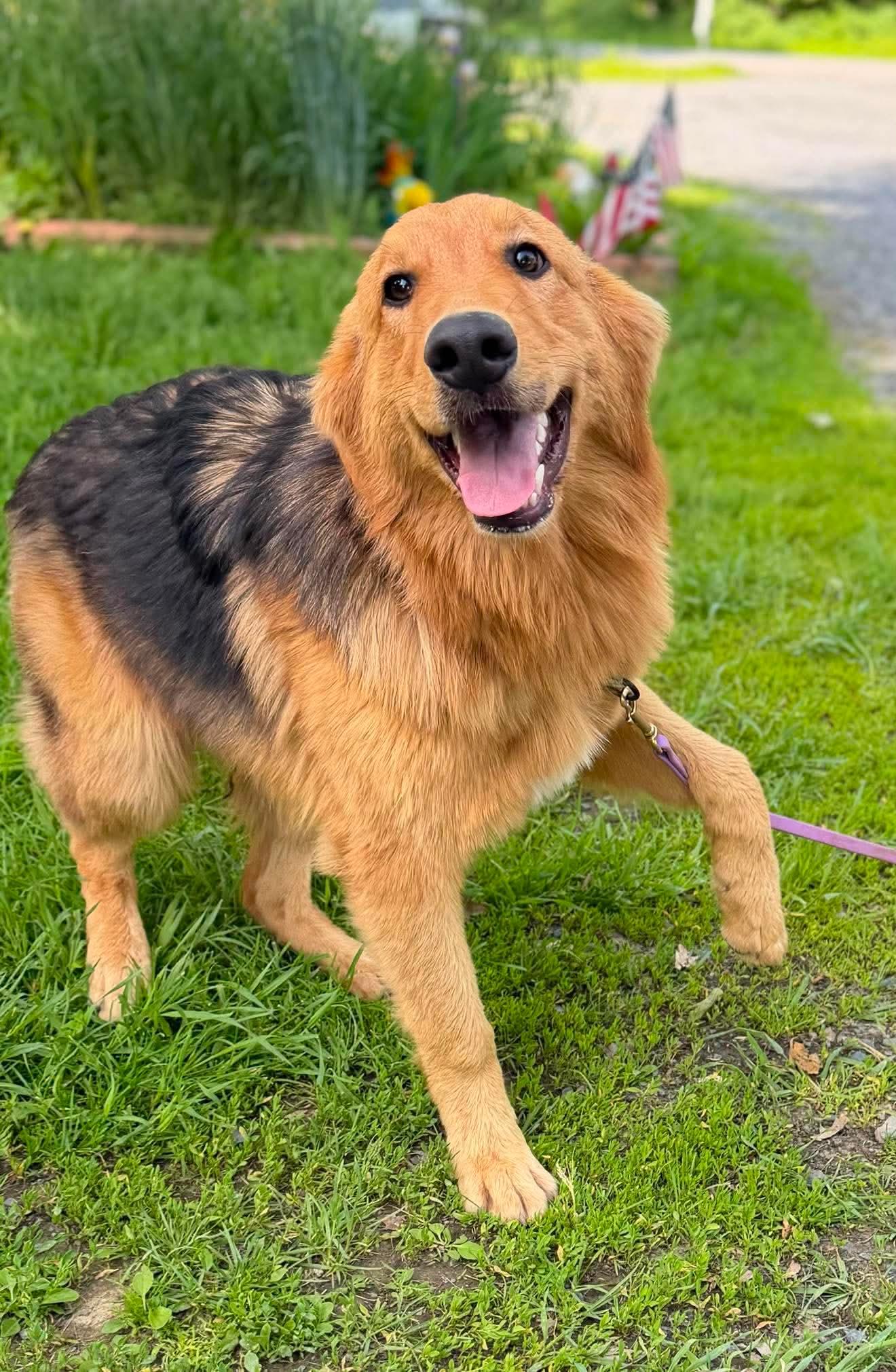 Luffy, a Adoptable mixed breed in Argyle, NY image 4/6