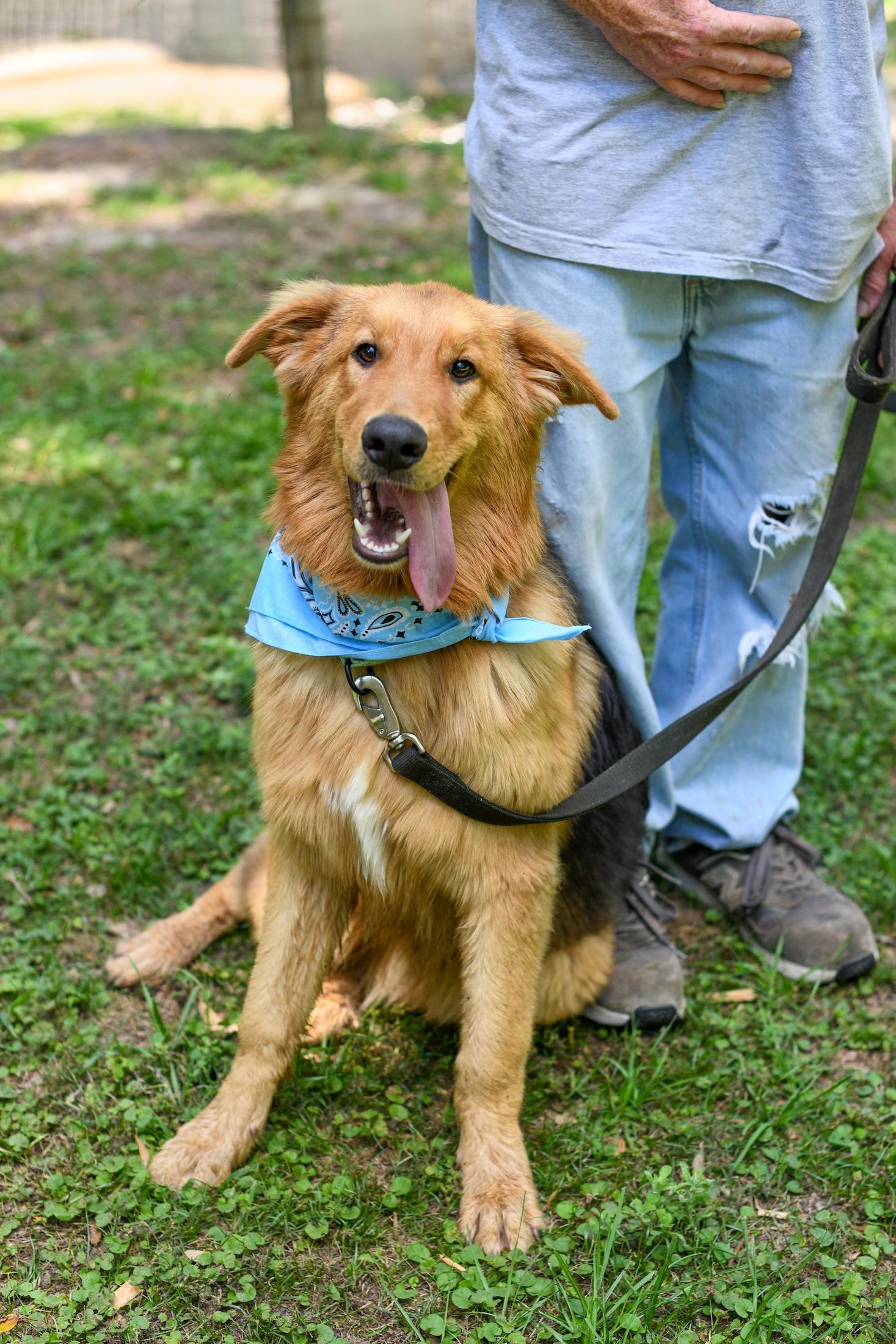 Luffy, a Adoptable mixed breed in Argyle, NY image 6/6