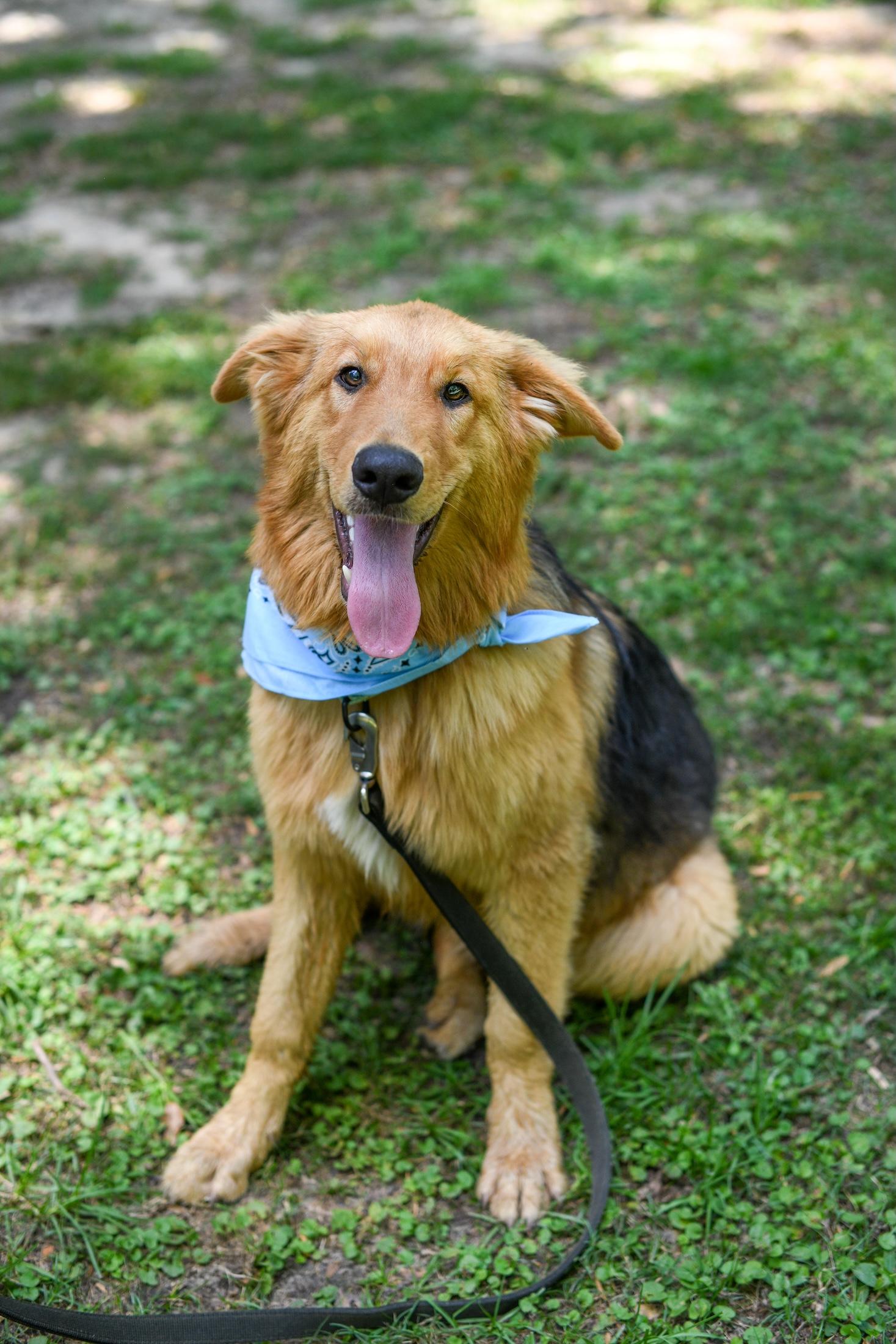 Luffy, Adoptable, Puppy Male German Shepherd Dog.