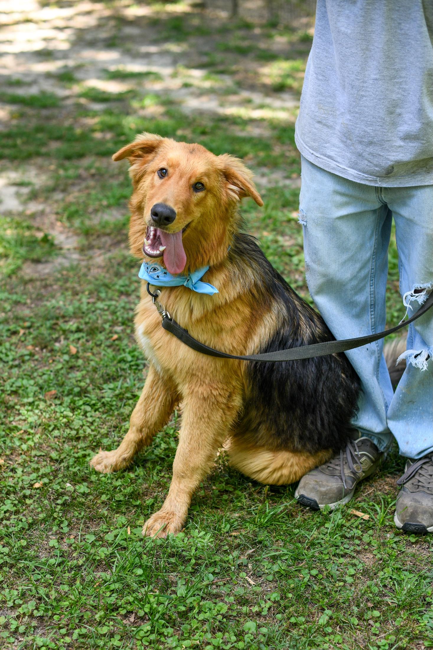 Luffy, a Adoptable mixed breed in Argyle, NY image 5/6