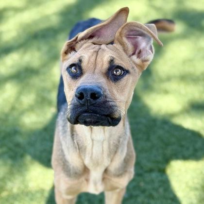 Enlarge Flo, a ADOPTABLE mixed breed in Red Bluff, CA image 1/3