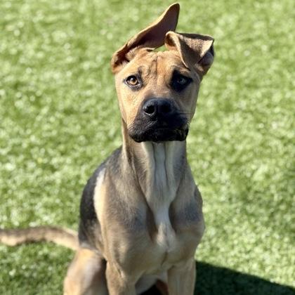 Enlarge Flo, a ADOPTABLE mixed breed in Red Bluff, CA image 3/3