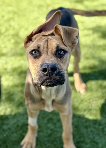 Enlarge Flo, a ADOPTABLE mixed breed in Red Bluff, CA image 2/3