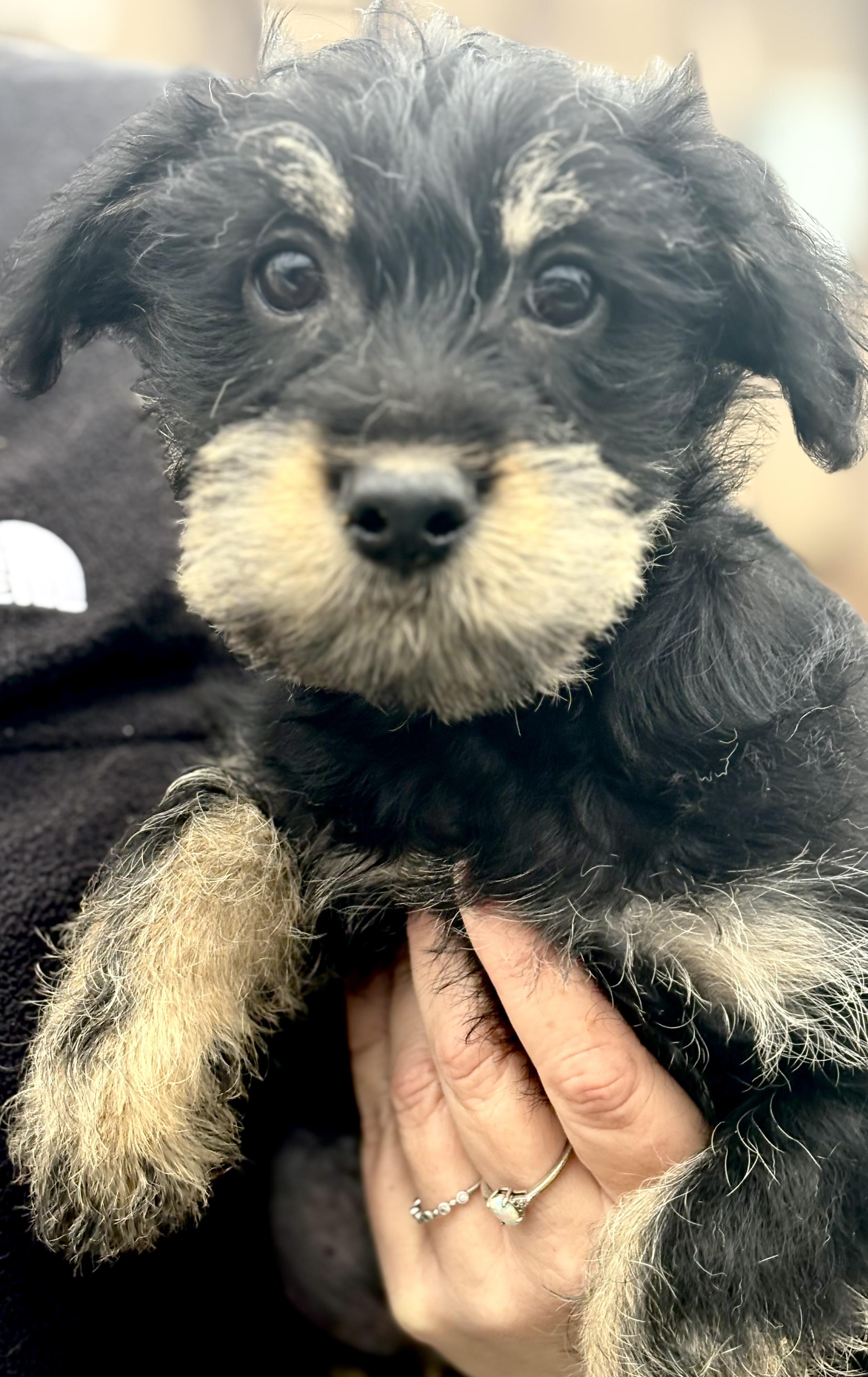 Enlarge Honor, a Adoptable mixed breed in Yuba City, CA image 2/4