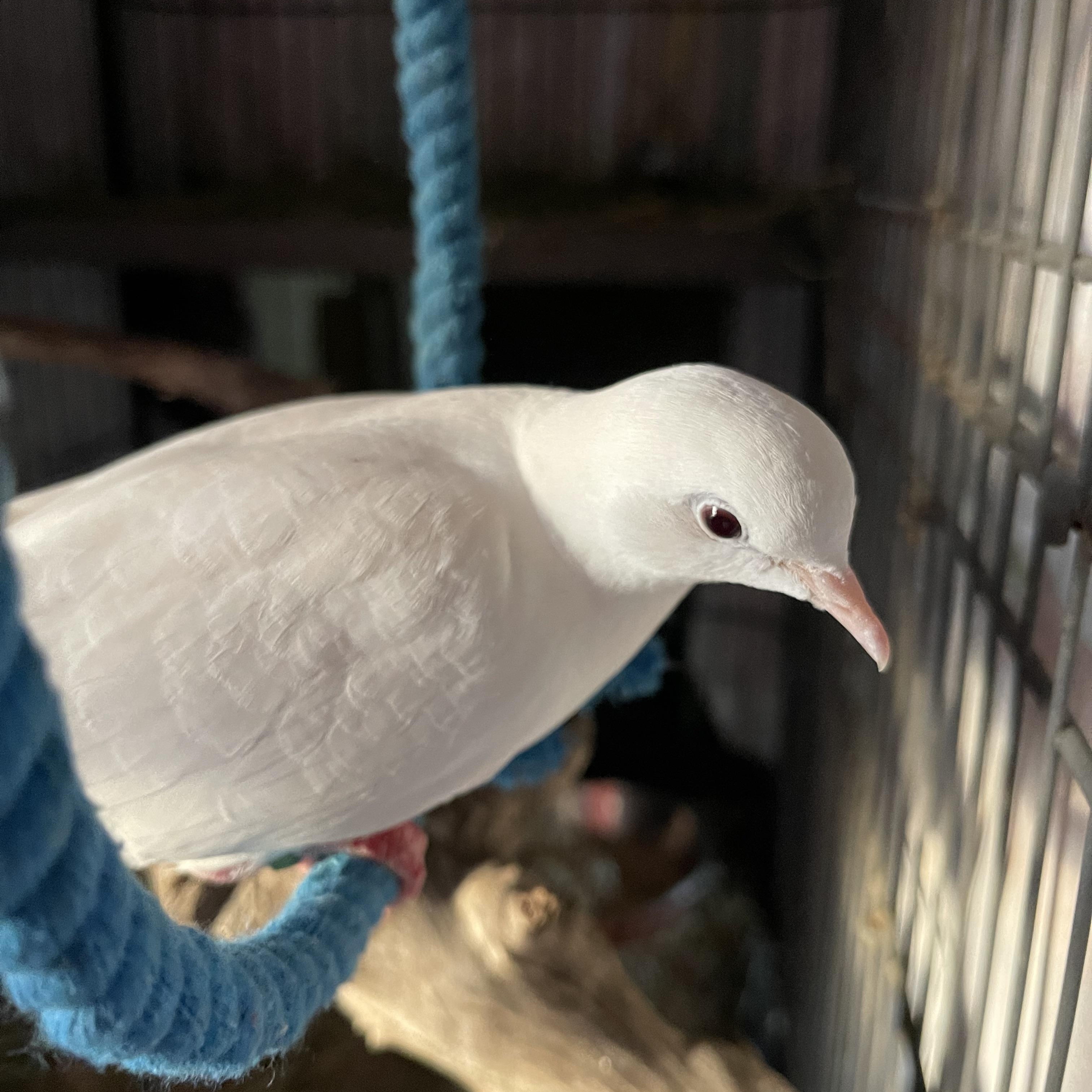 Lonesome & friends, a Adoptable Dove in Oakville, WA image 5/6