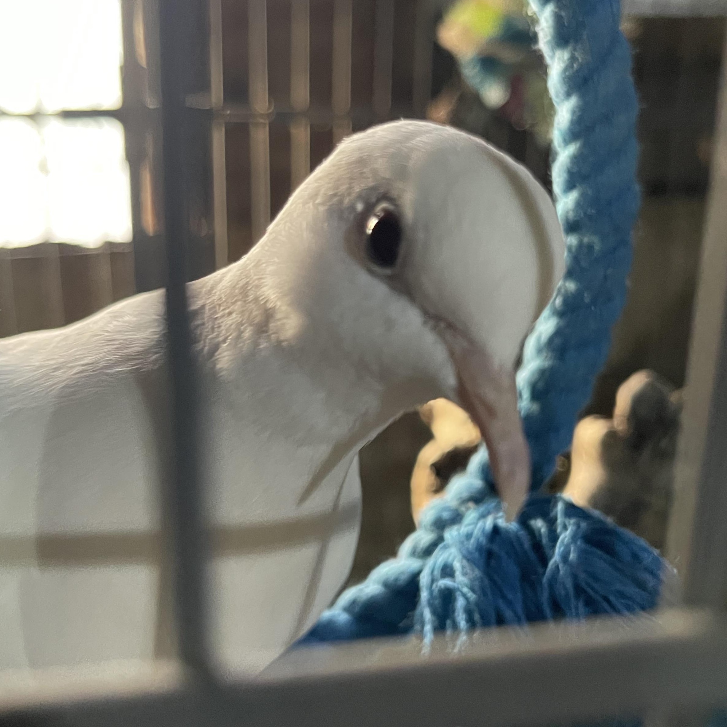 Lonesome & friends, a Adoptable Dove in Oakville, WA image 2/6