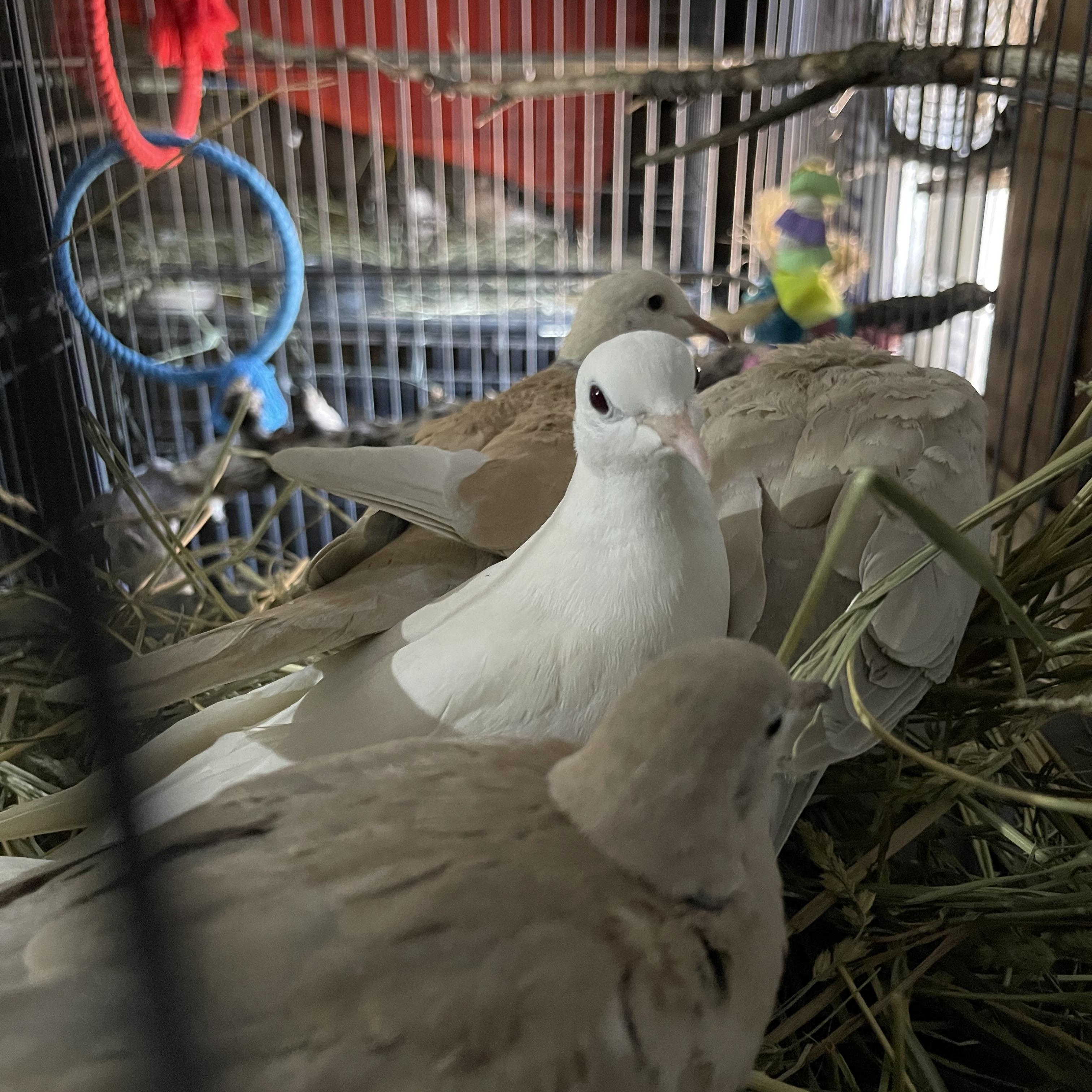 Lonesome & friends, a Adoptable Dove in Oakville, WA image 4/6