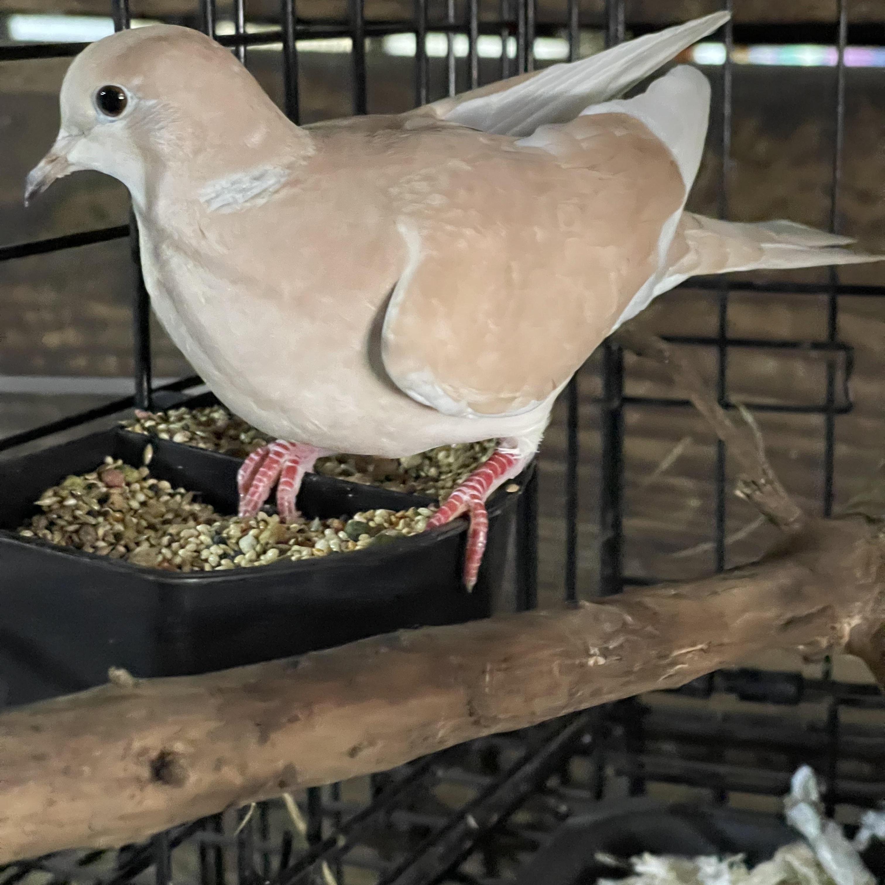 Lonesome & friends, Adoptable, Adult Unknown Dove.