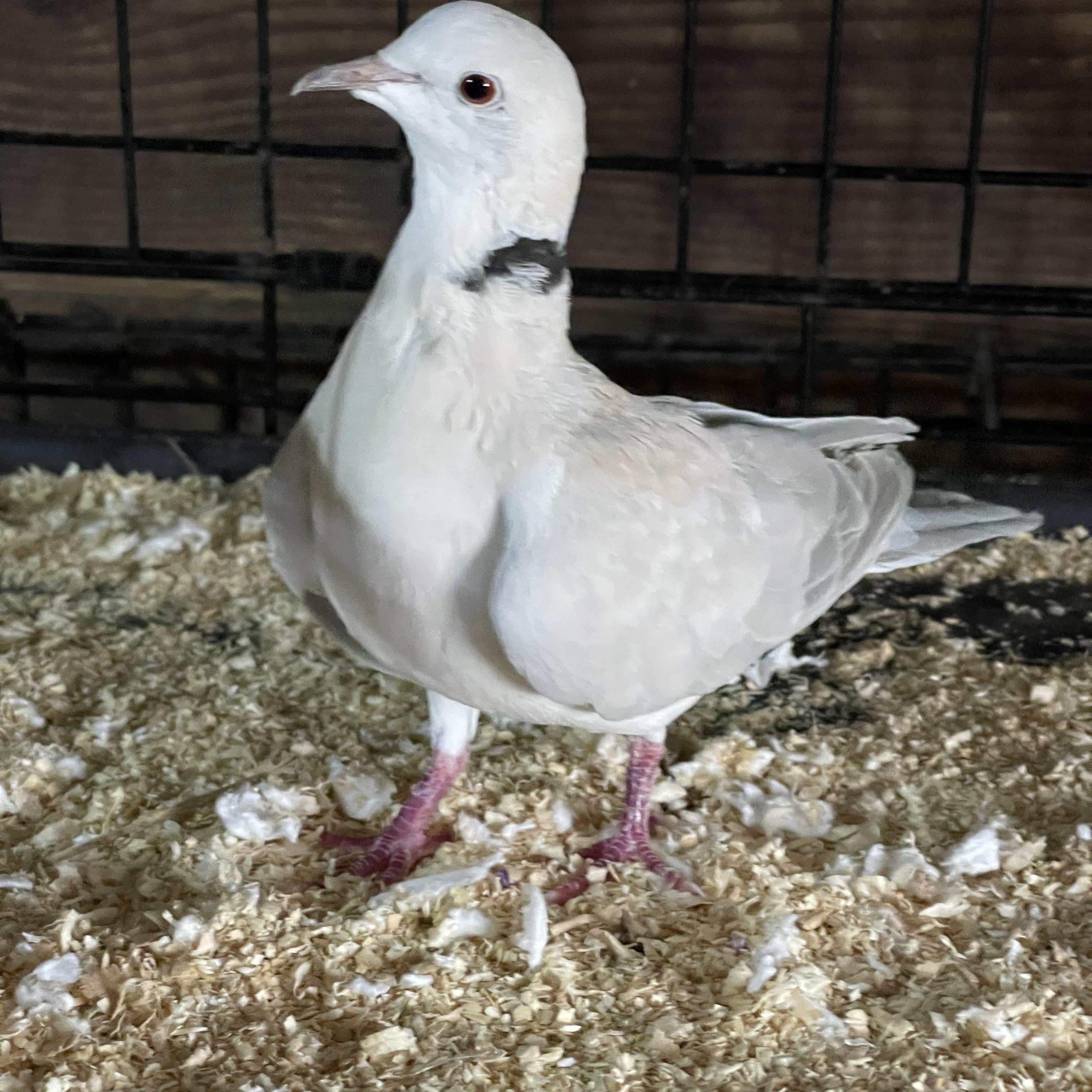 Lonesome & friends, a Adoptable Dove in Oakville, WA image 6/6