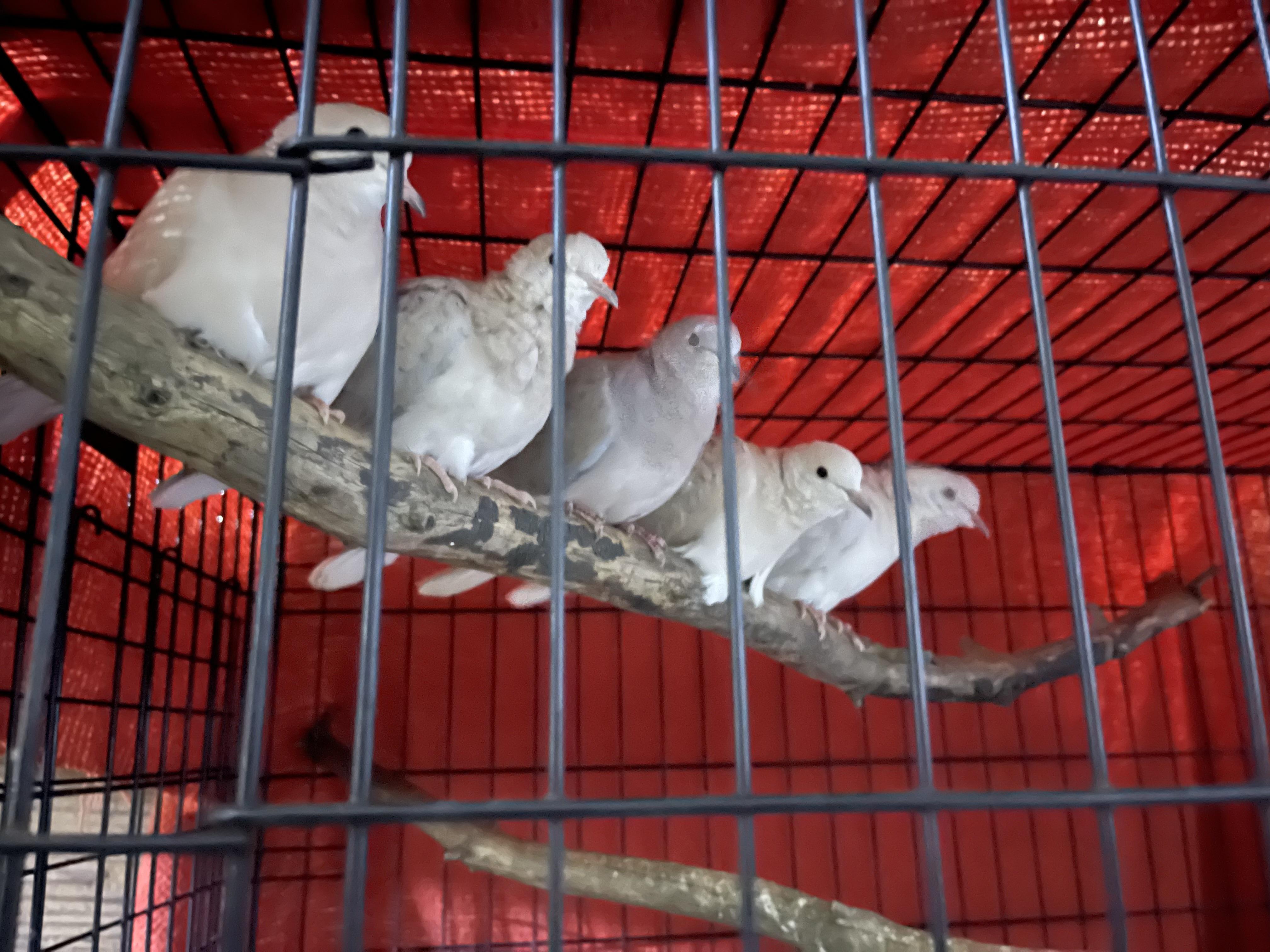 Lonesome & friends, a Adoptable Dove in Oakville, WA image 3/6