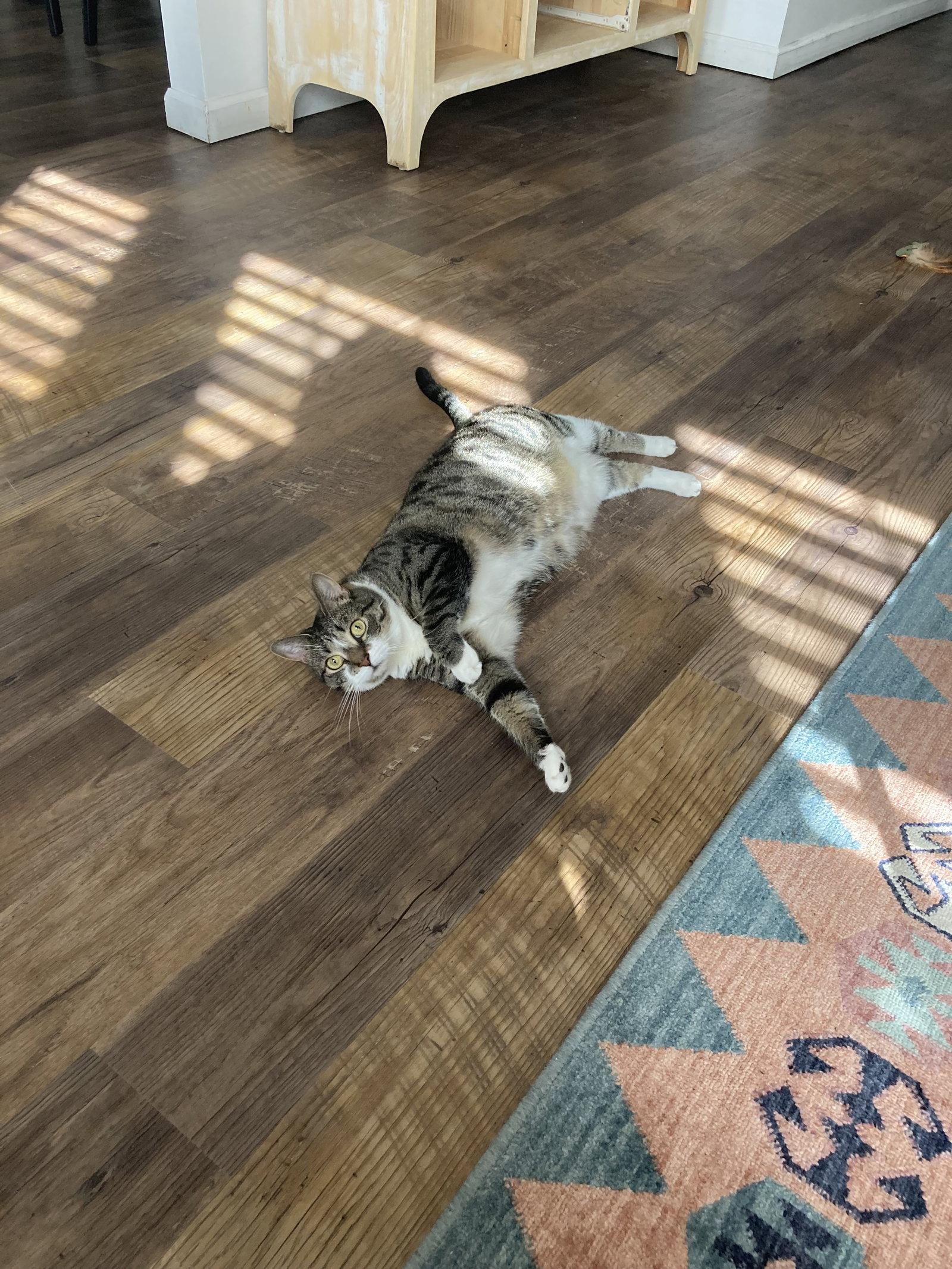 Jonesy, a Adoptable Domestic Short Hair in East Derry, NH image 2/3