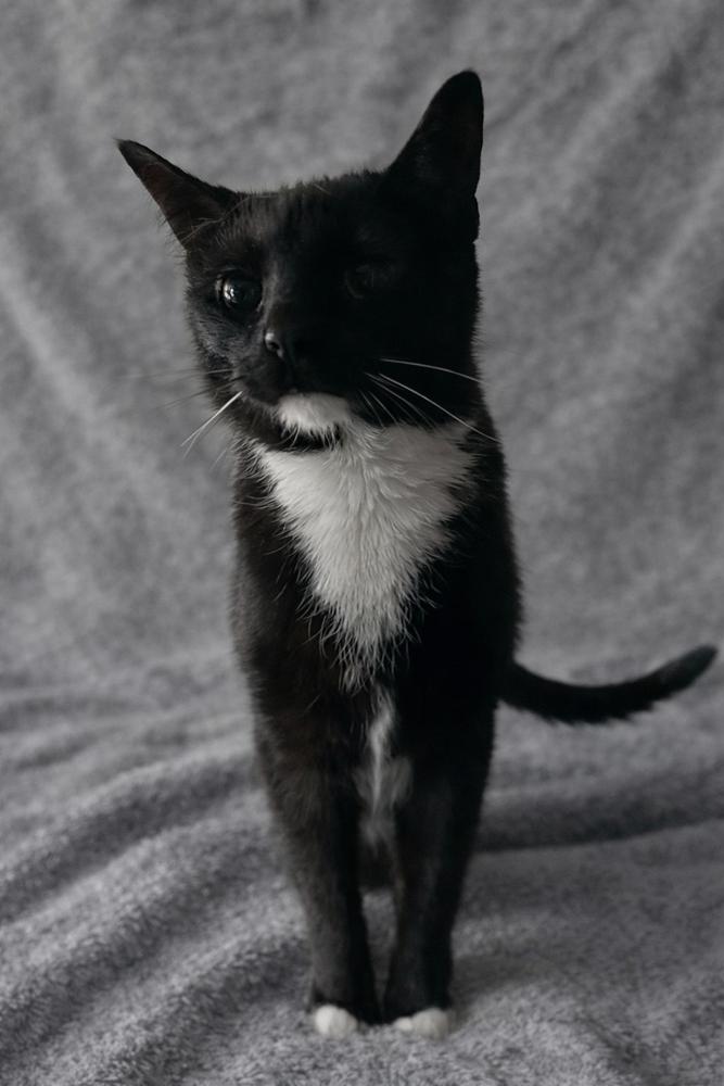 Vega, Adoptable, Adult Male Domestic Short Hair.
