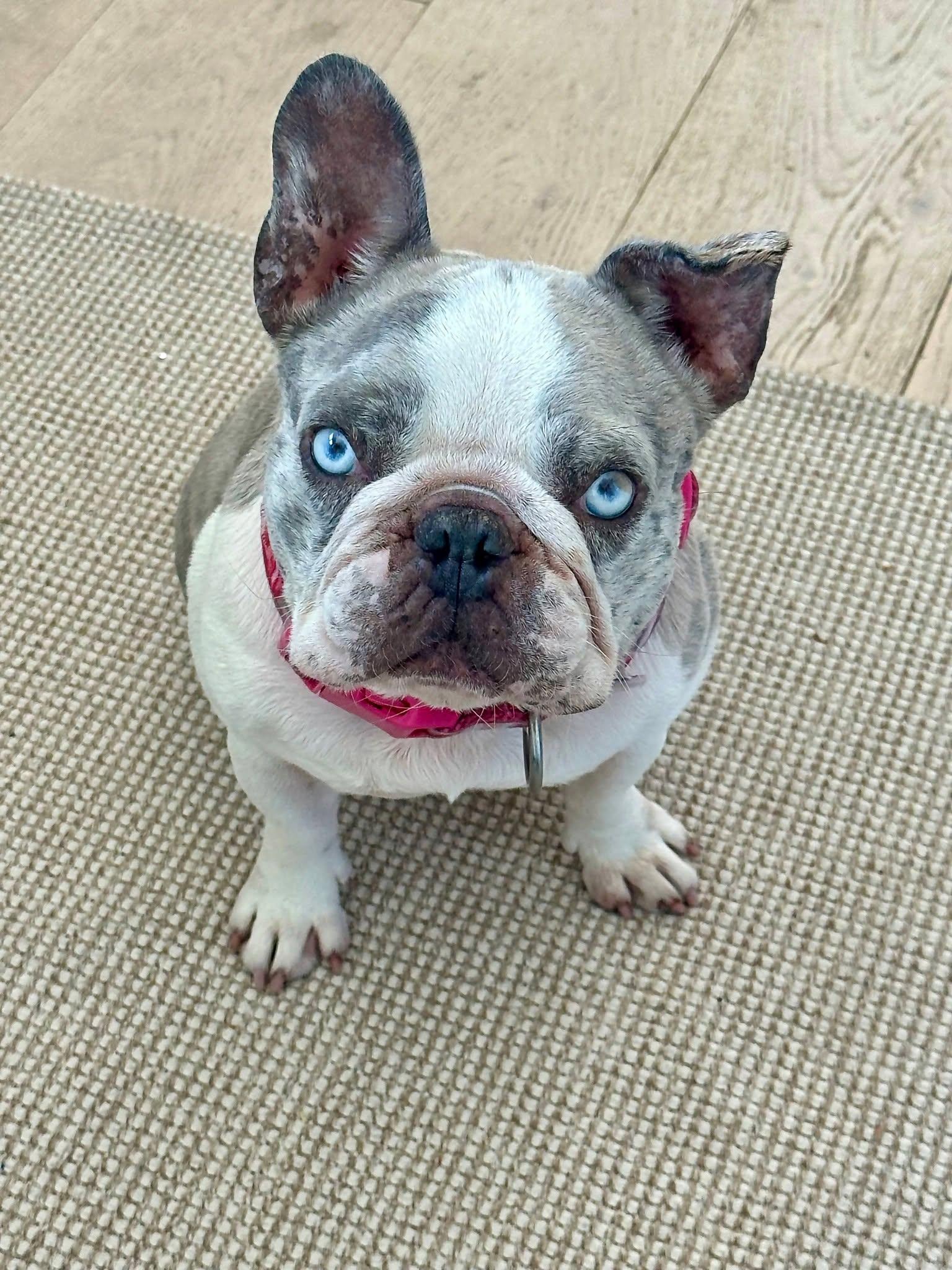 Olivia, a Adoptable French Bulldog in Oakland, CA image 6/6