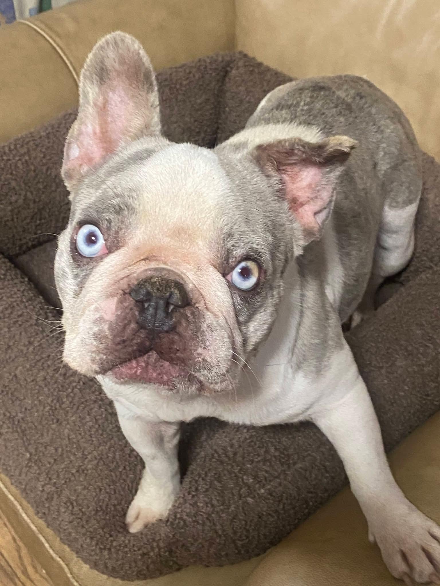 Enlarge Olivia, a Adoptable French Bulldog in Oakland, CA image 4/6
