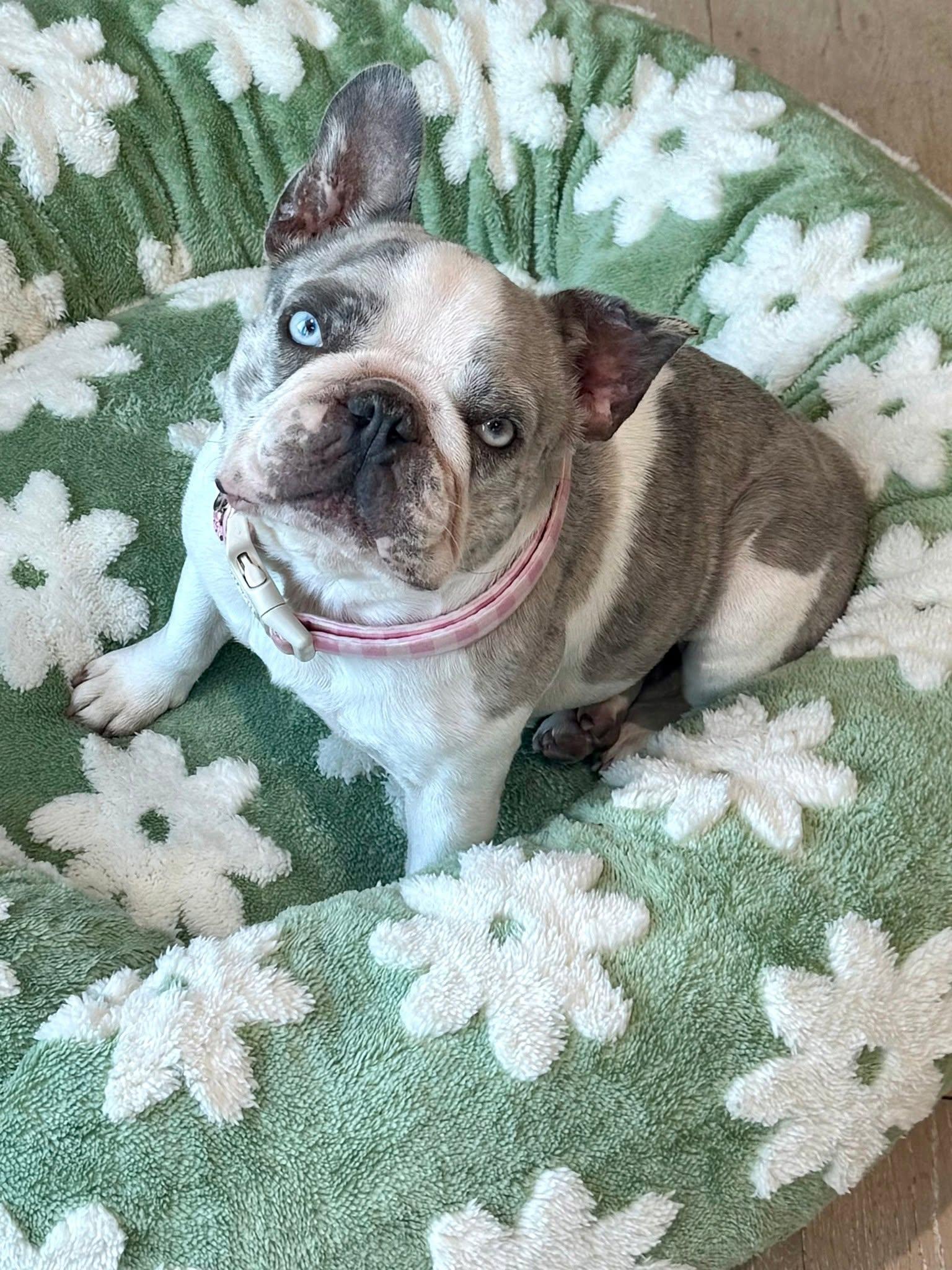 Olivia, a Adoptable French Bulldog in Oakland, CA image 1/6