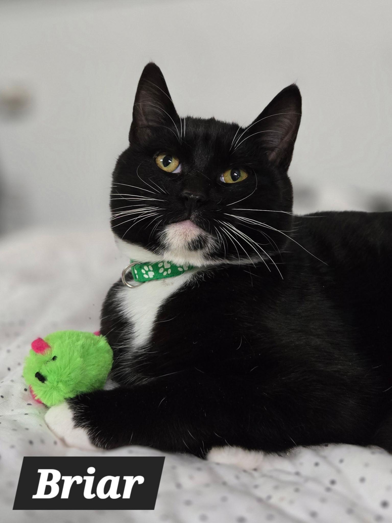 Enlarge Briar, an adopted Domestic Short Hair in Chilliwack, BC image 1/1