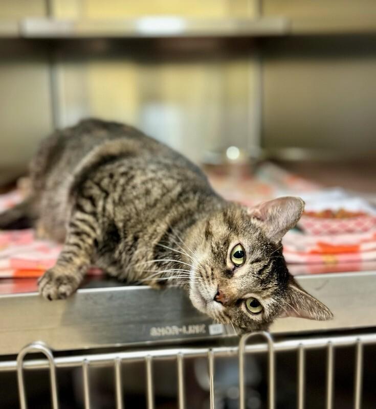 Enlarge Abigail, a Adoptable Domestic Short Hair in Wooster, OH image 1/1