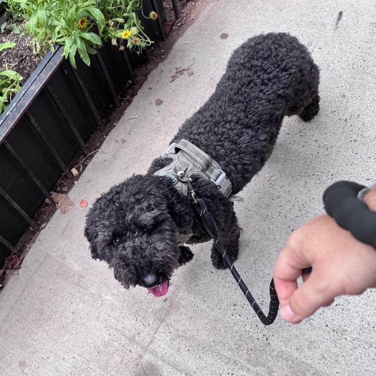 Phoenix, Adoptable, Adult Male Golden Retriever & Miniature Poodle.