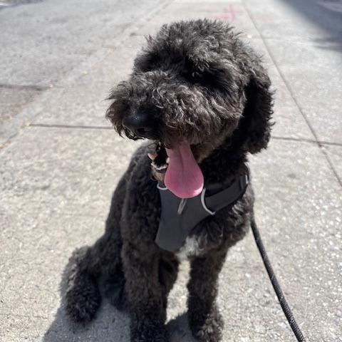 Enlarge Phoenix, a Adoptable mixed breed in Staten Island, NY image 6/6