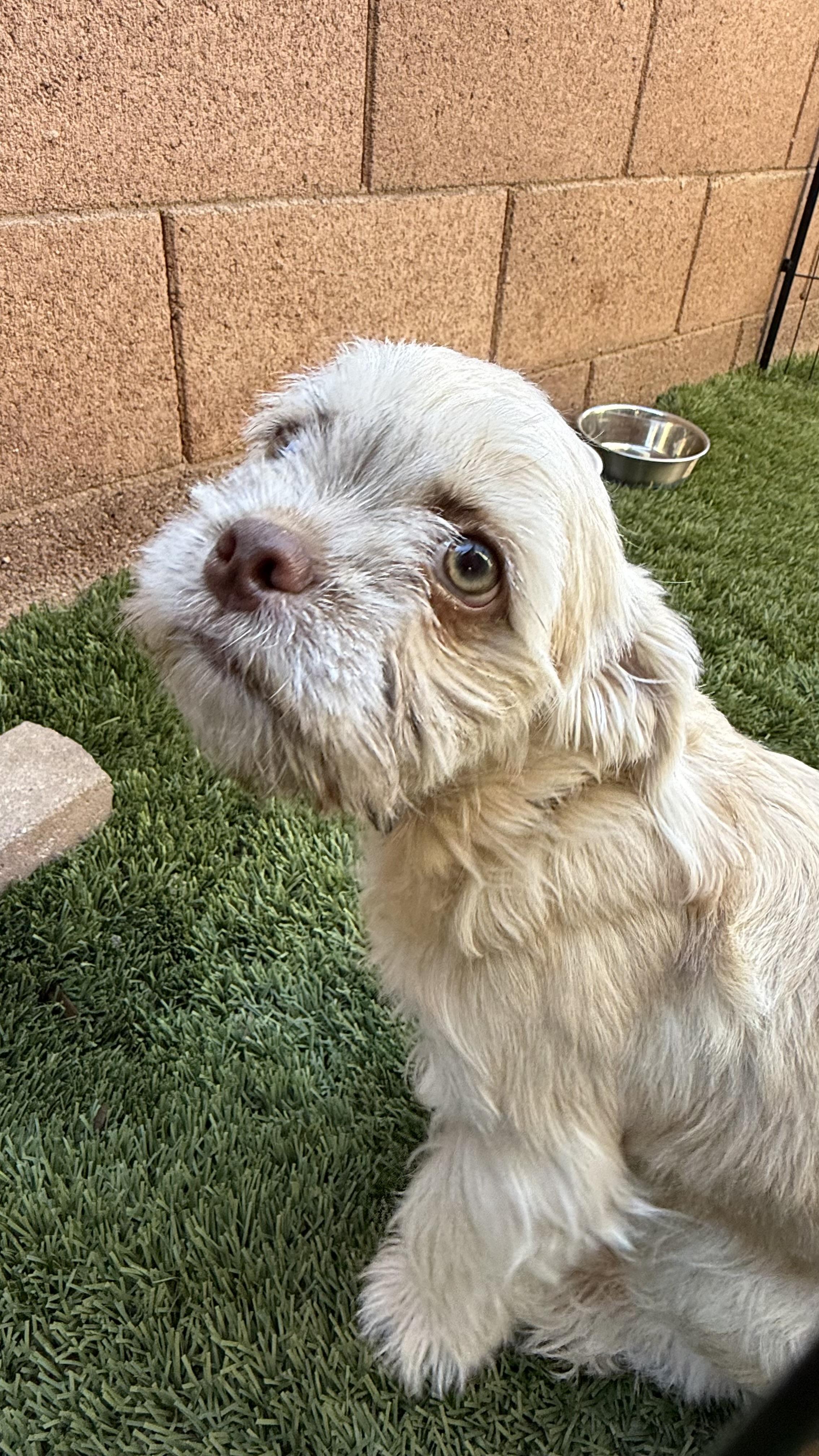 Bear, a Adoptable mixed breed in Scottsdale, AZ image 3/4