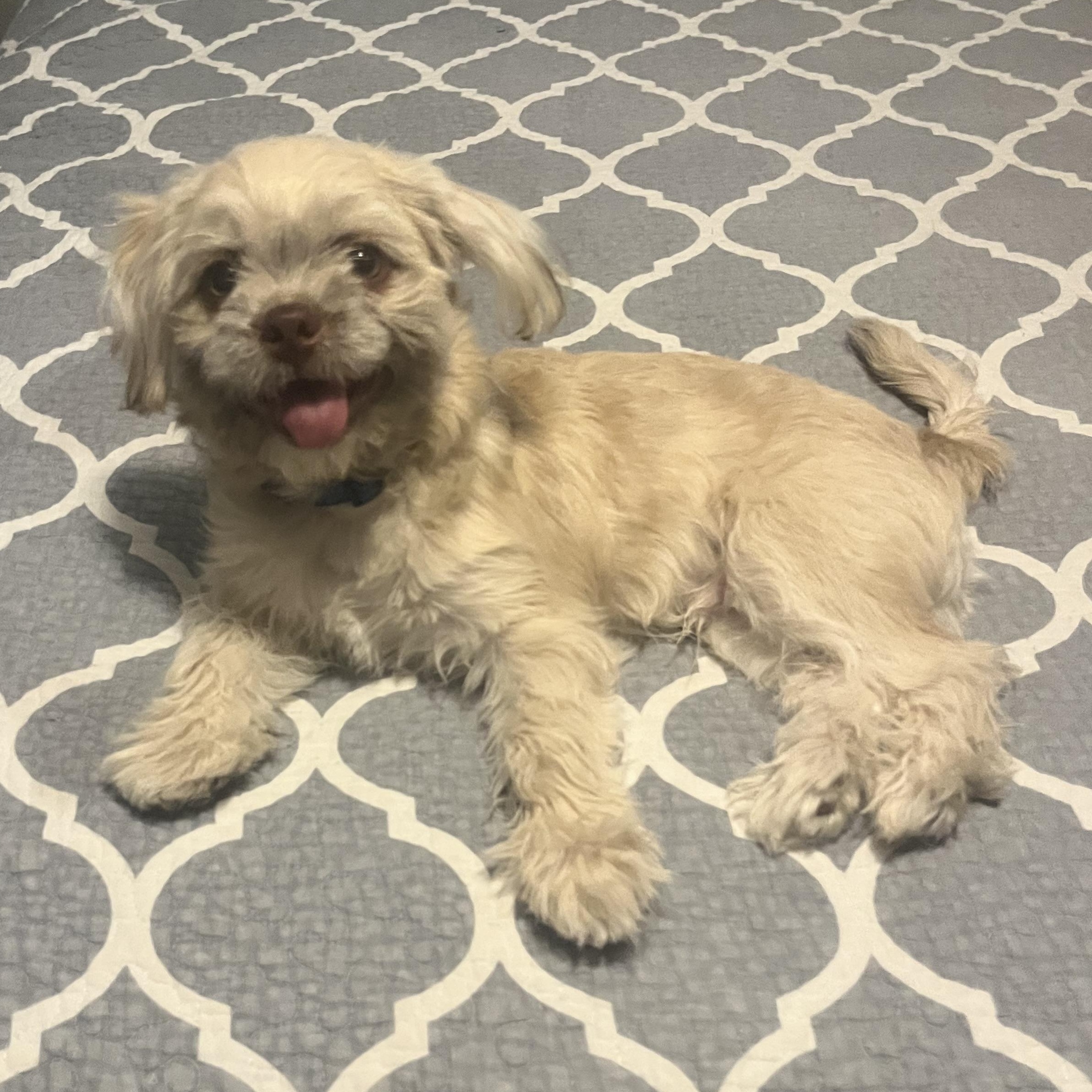 Bear, a Adoptable mixed breed in Scottsdale, AZ image 1/4