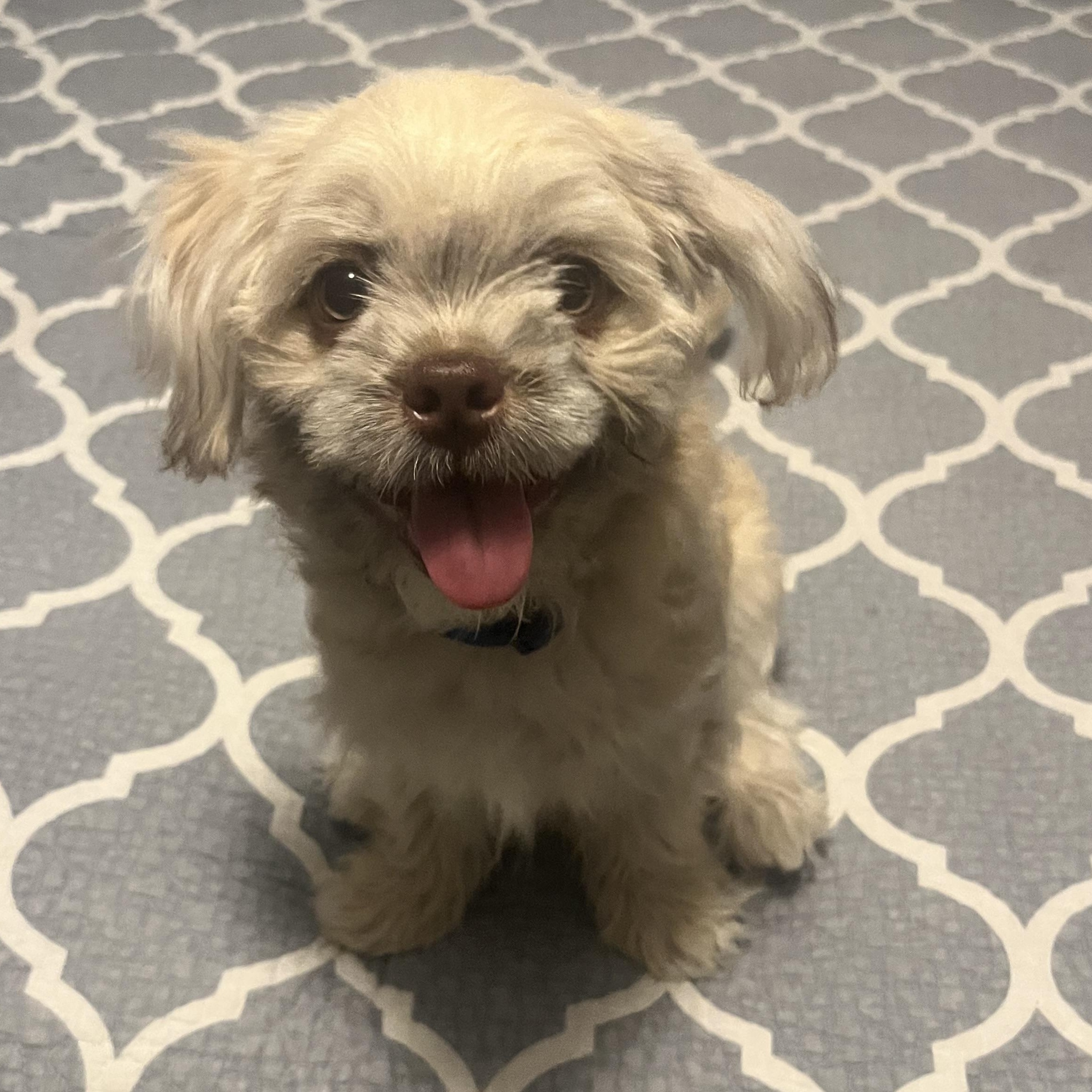 Bear, a Adoptable mixed breed in Scottsdale, AZ image 2/4