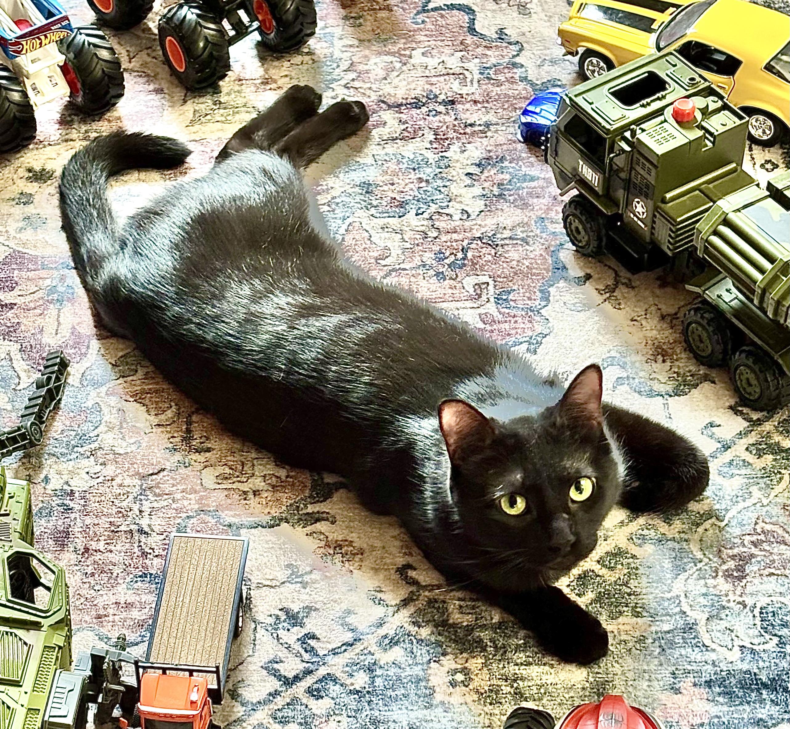 Enlarge Jasper, a Adoptable American Shorthair in Arlington, TX image 1/4