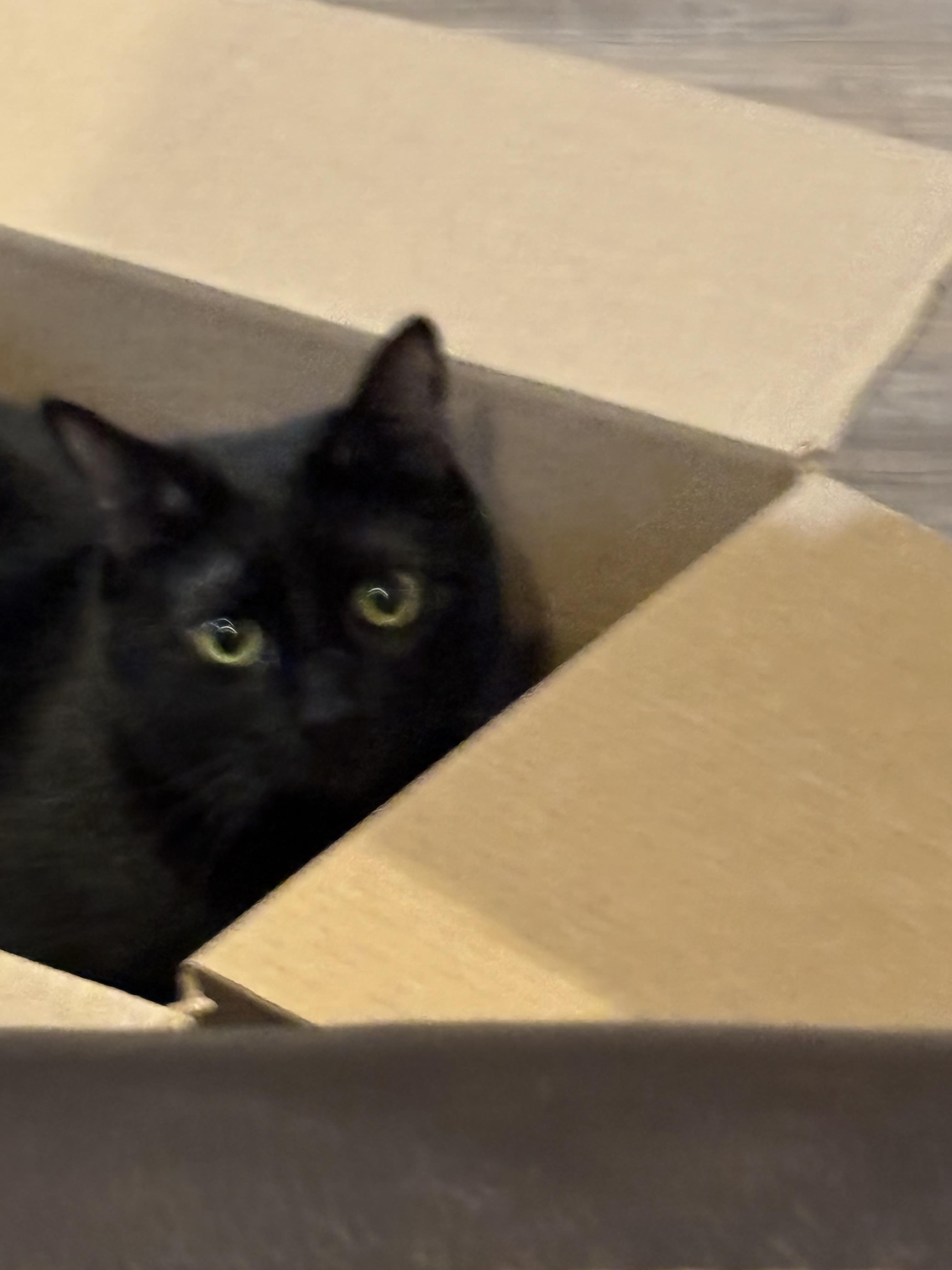 Enlarge Jasper, a Adoptable American Shorthair in Arlington, TX image 2/4