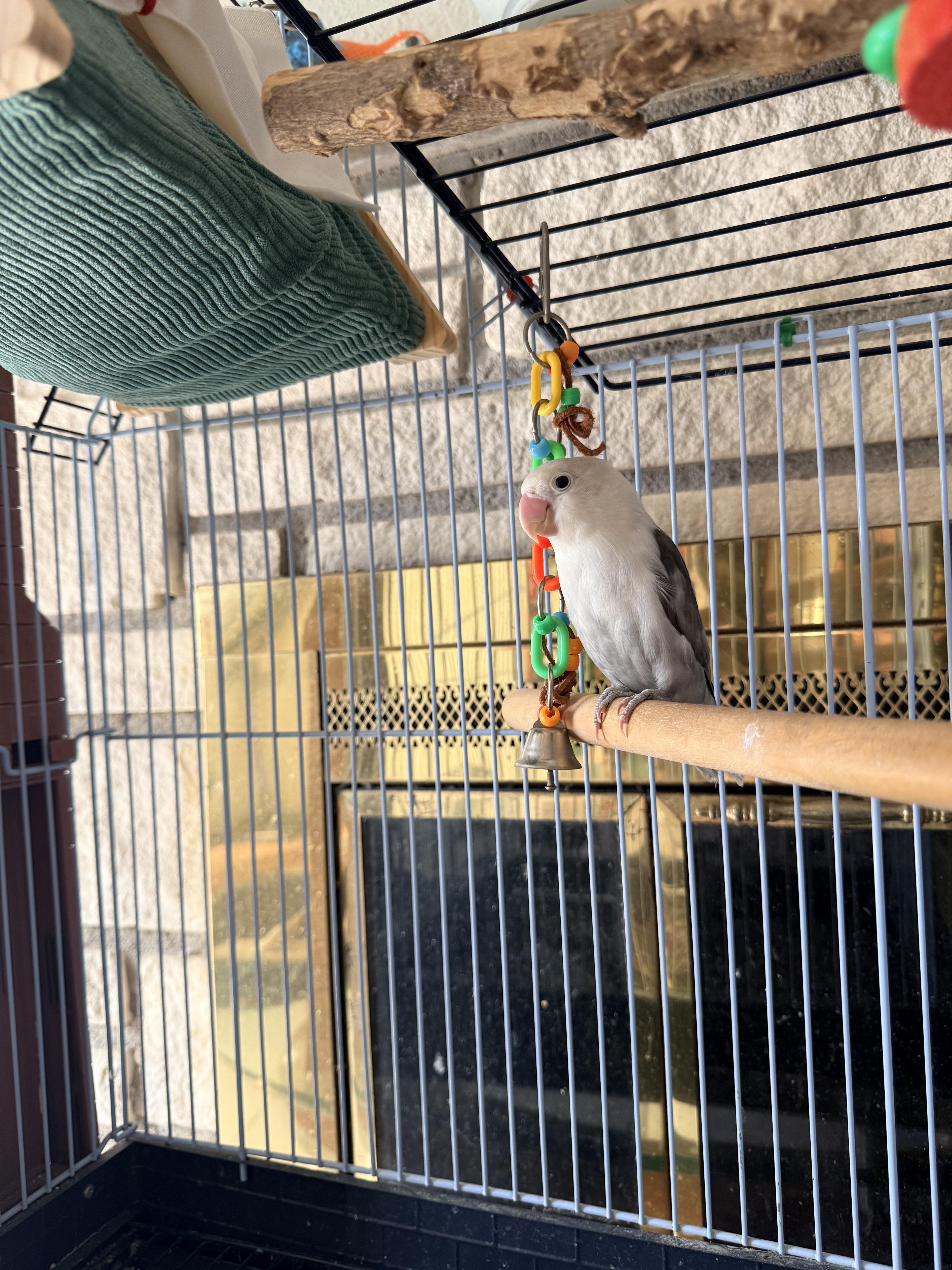 Coco, Adoptable, Adult Female Lovebird.