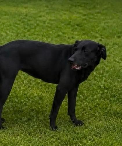 Enlarge Chrissy Cross, a Adoptable Labrador Retriever in El Dorado, AR image 1/2