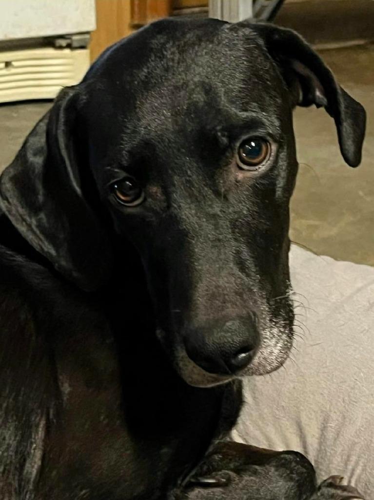 Enlarge Chrissy Cross, a Adoptable Labrador Retriever in El Dorado, AR image 2/2