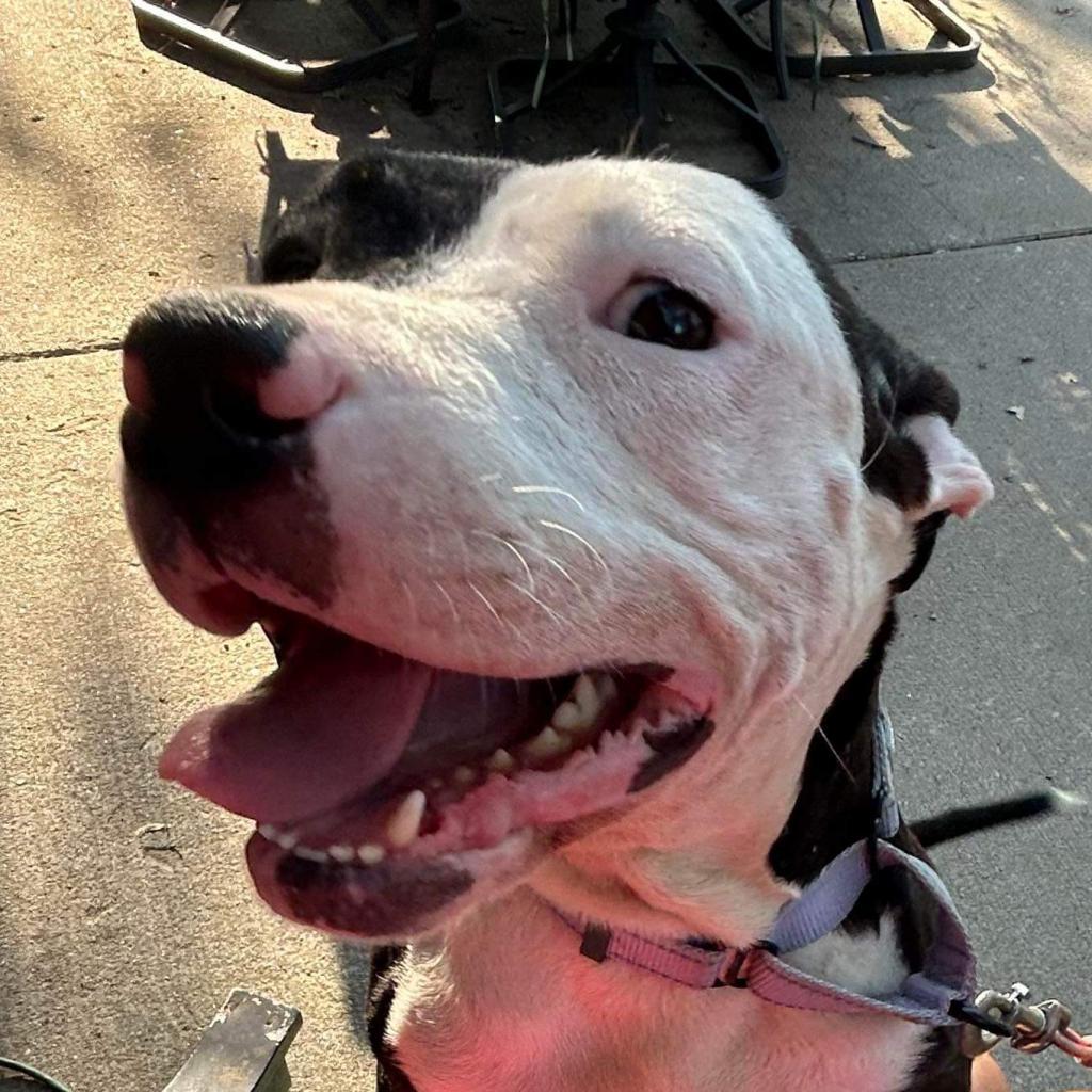 Freyja, Adoptable, Adult Female Pit Bull Terrier.
