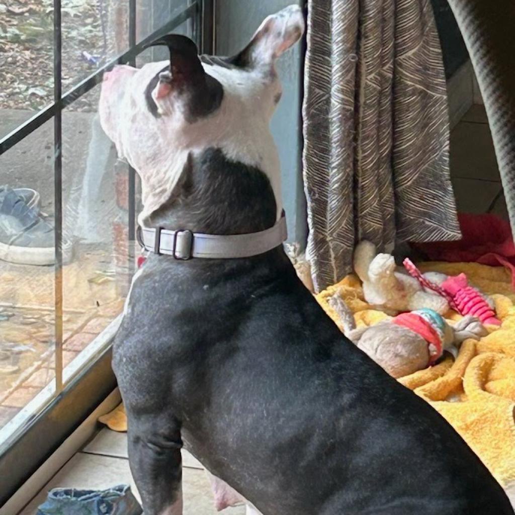 Enlarge Freyja, a Adoptable Pit Bull Terrier in Bentonville, AR image 2/6