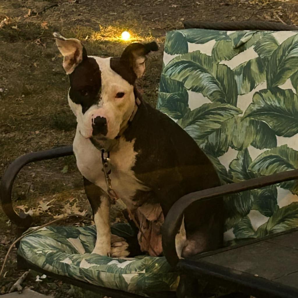 Enlarge Freyja, a Adoptable Pit Bull Terrier in Bentonville, AR image 3/6