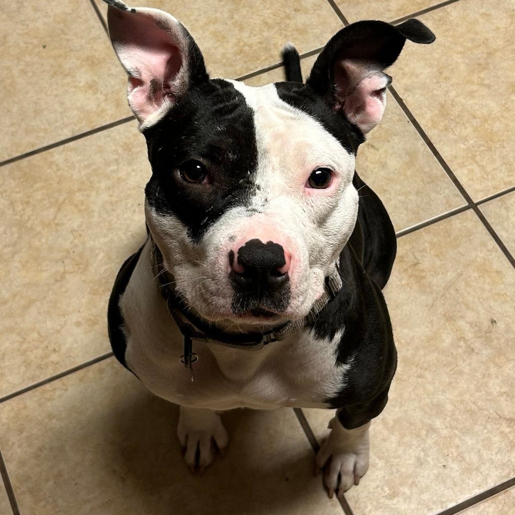 Enlarge Freyja, a Adoptable Pit Bull Terrier in Bentonville, AR image 4/6