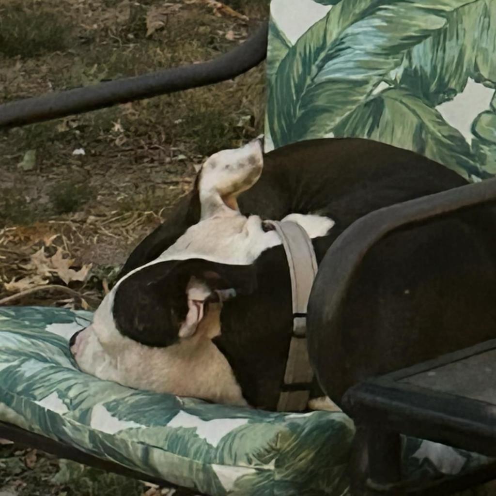 Enlarge Freyja, a Adoptable Pit Bull Terrier in Bentonville, AR image 5/6