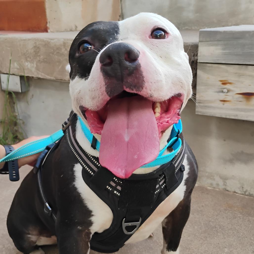 Enlarge Freyja, a Adoptable Pit Bull Terrier in Bentonville, AR image 5/6